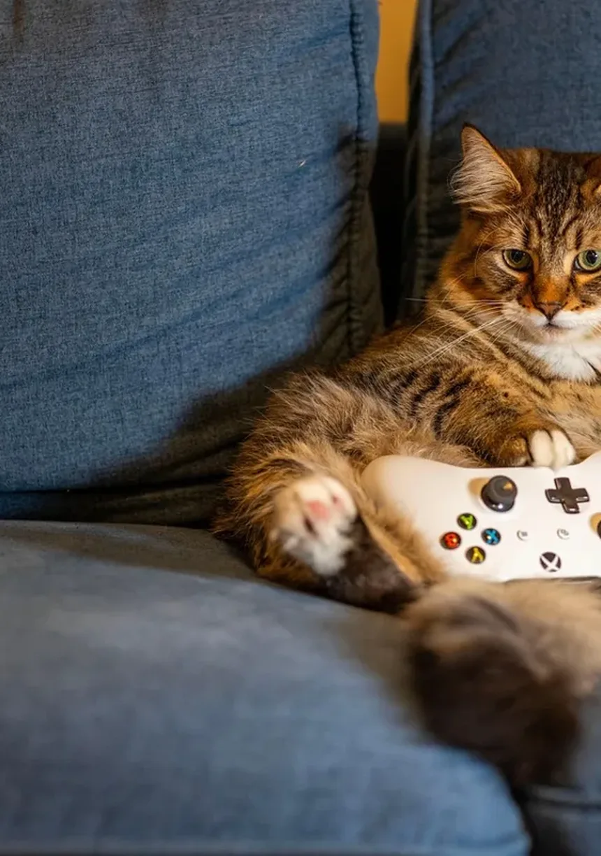 Problemas Comportamentais em Gatinhos: Como Resolver e Prevenir