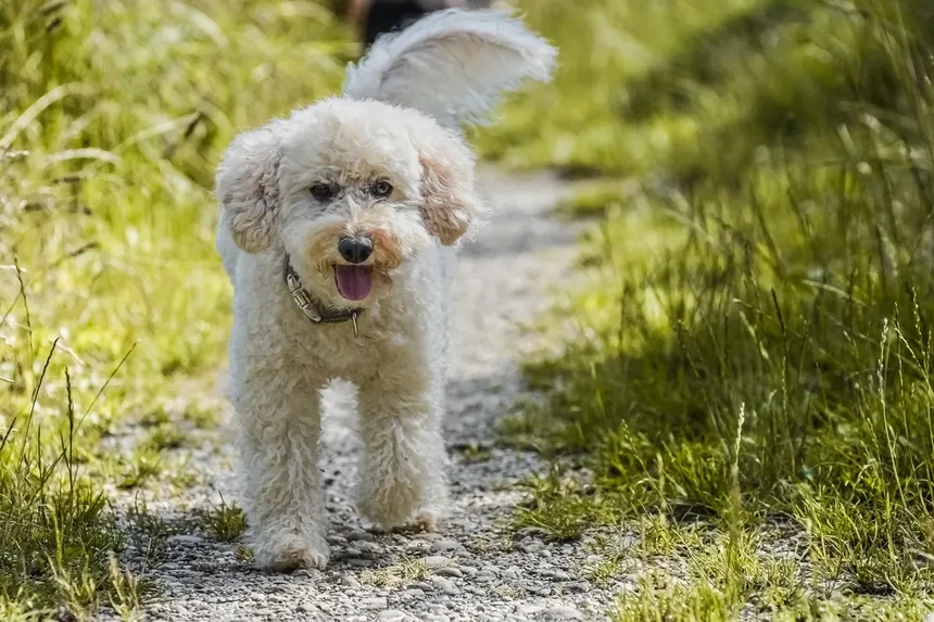 Melhor Medicamento para Vermes do Coração em Cães e Gatos: Guia Completo