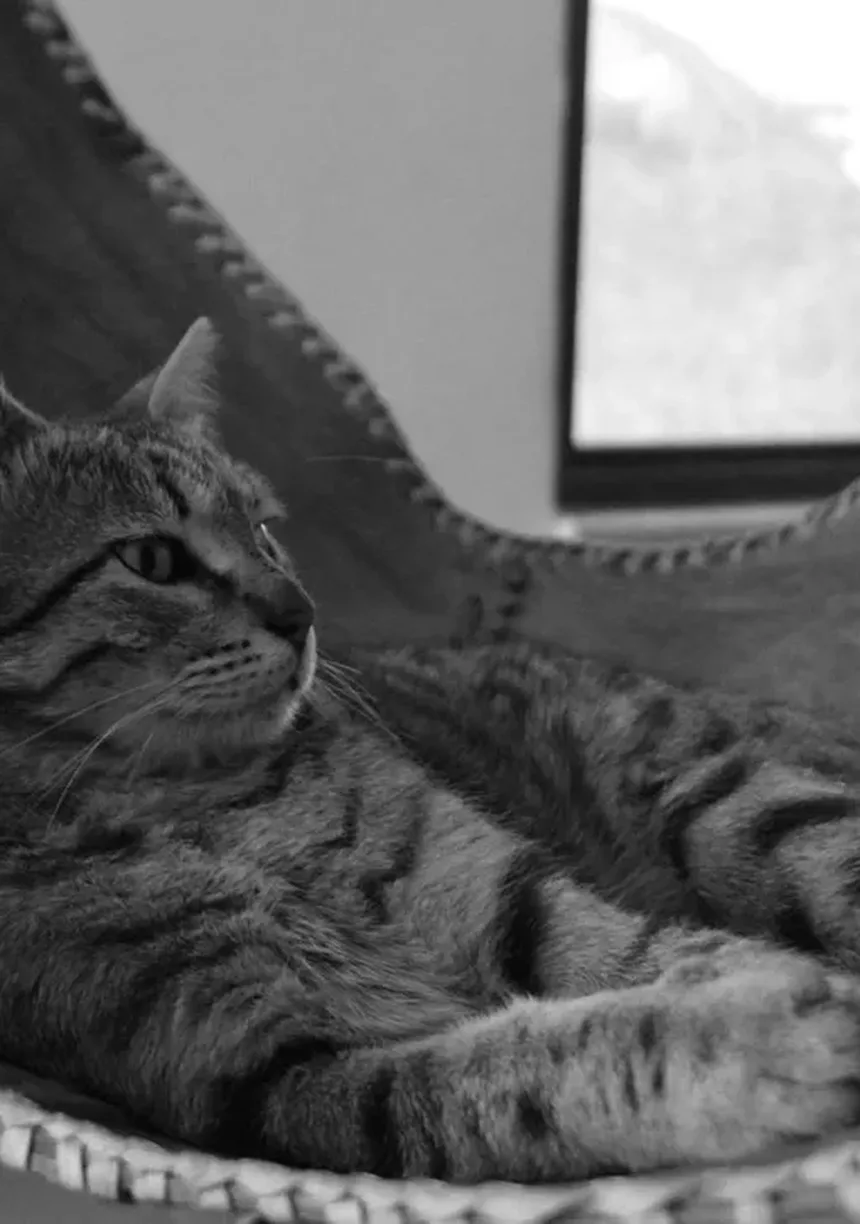 Cães Podem Usar Cannabis Medicinal? Descubra os Fatos!