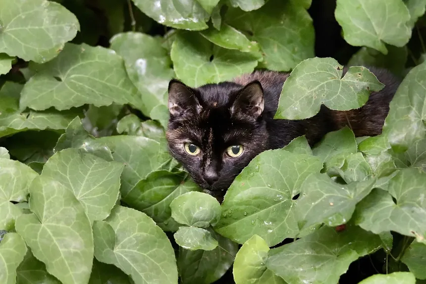 Seu Gato Está Lambendo Demais? Descubra as Causas e Soluções!