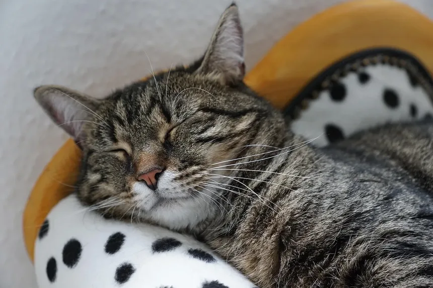 Como saber se o meu gato está com dor: sinais e o que fazer