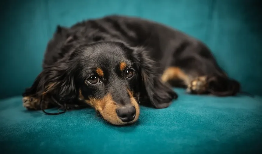 Perigos de Tratar Seu Animal de Estimação em Casa: 10 Riscos que Você Precisa Conhecer