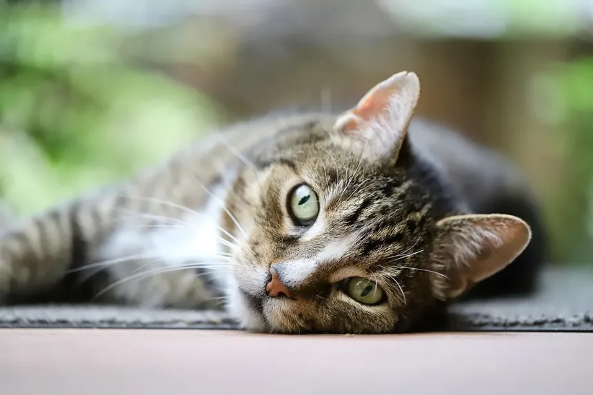 Os Gatos Sentem Vergonha? Descubra a Verdade por Trás Comportamentos