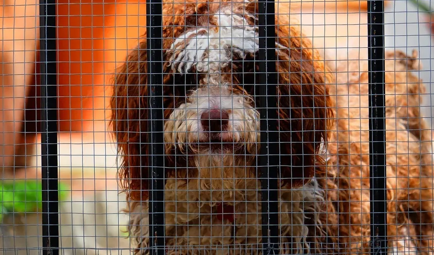 Tosse em Furões: Causas e Soluções (Guia Completo 2024)