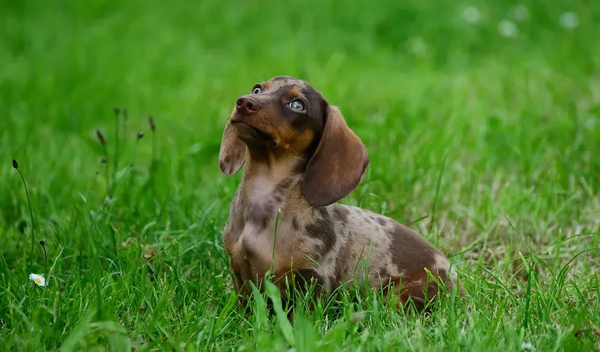 Como Parar o Latido do Cão à Noite? 11 Métodos Principais para Tentar!