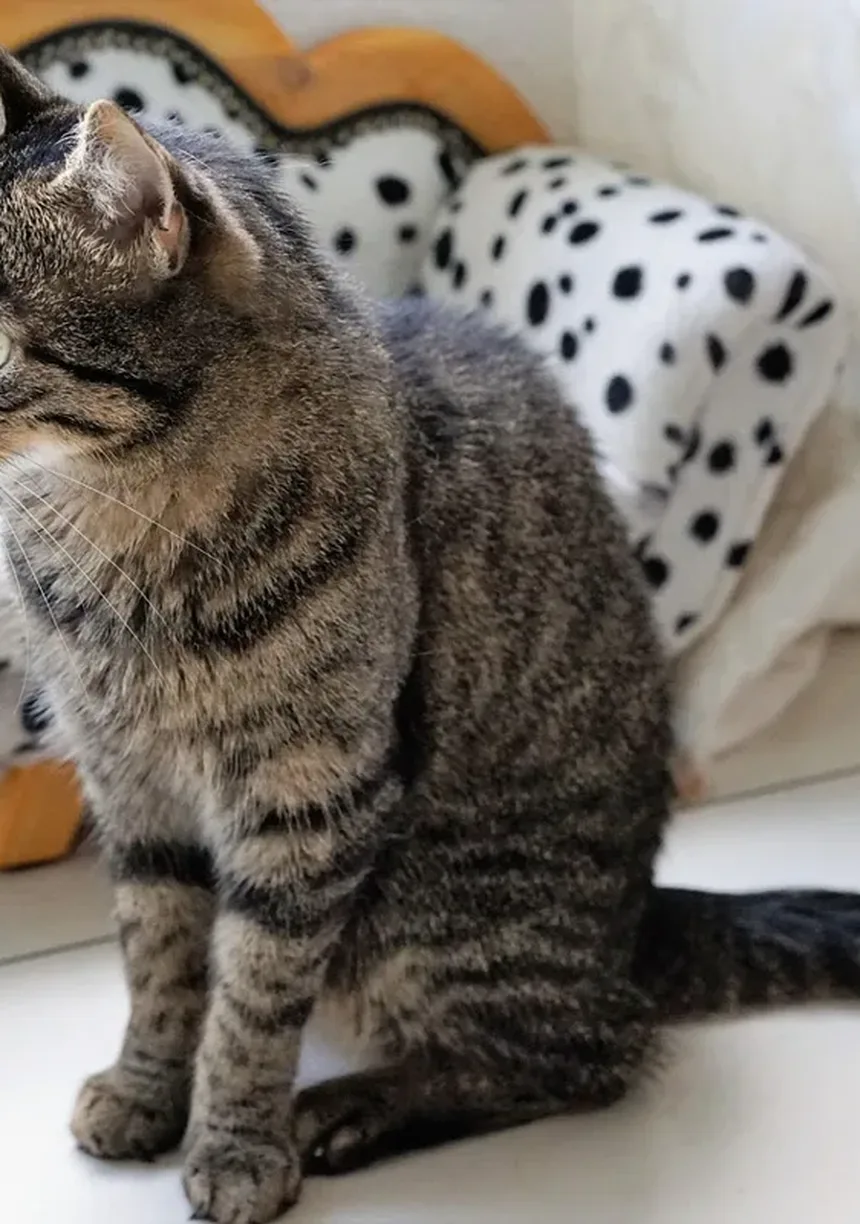 Cronograma de Vacinação para Gatinhos: Um Guia Abrangente