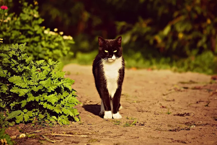 Cronograma de Vacinação para Gatinhos: Um Guia Abrangente