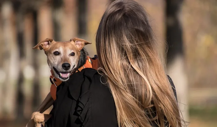 Lisina para Animais de Estimação: Como Este Aminoácido Combate o Vírus Herpes?