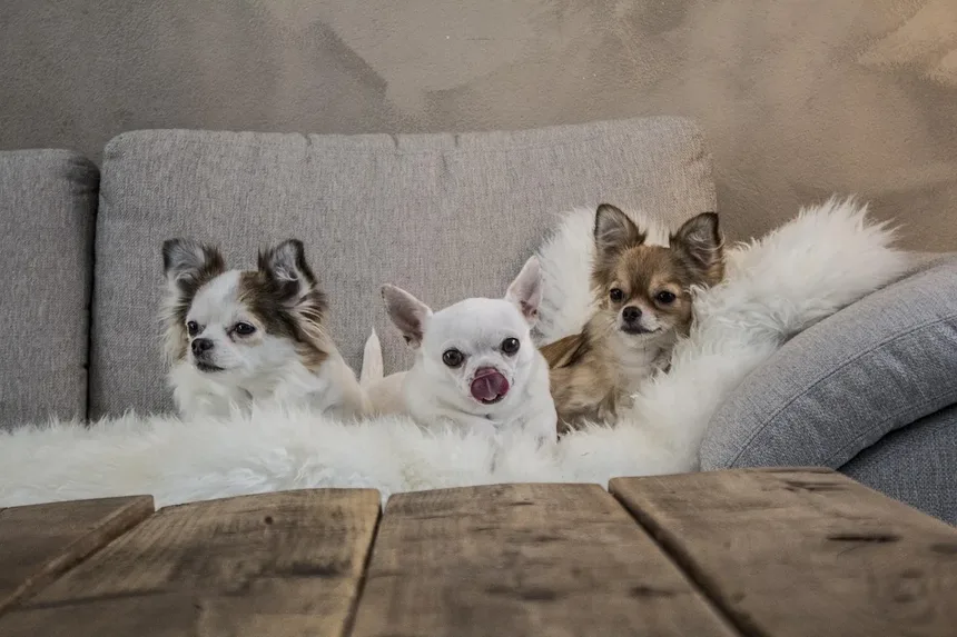 Por que o meu cão ladra à noite? 6 causas e soluções