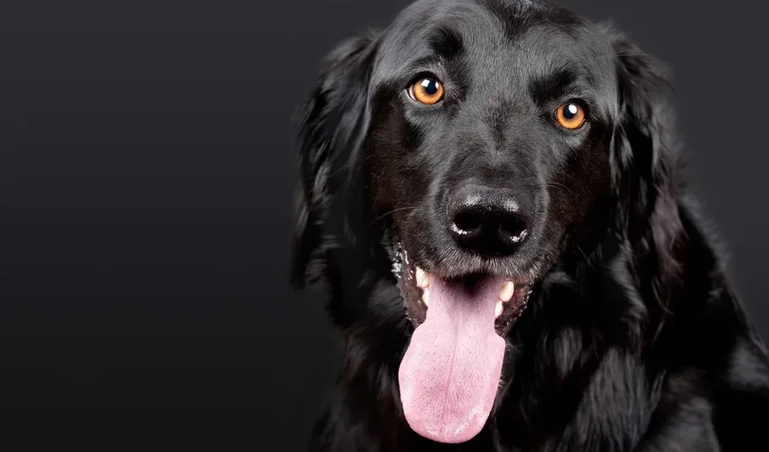 Por que o meu cão ladra à noite? 6 causas e soluções