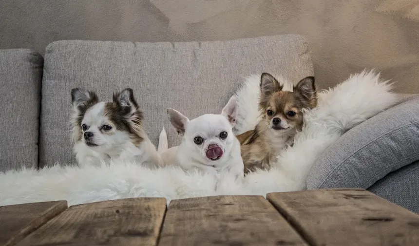 Praziquantel para Cães e Gatos: Como Funciona e Quando Usar?