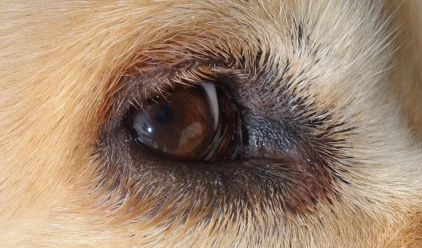 Vacina contra Raiva para Cães: Guia Completo e Obrigatório