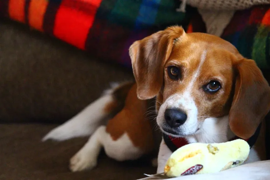Ração para Cães Idosos: Guia de Nutrição e Alimentação