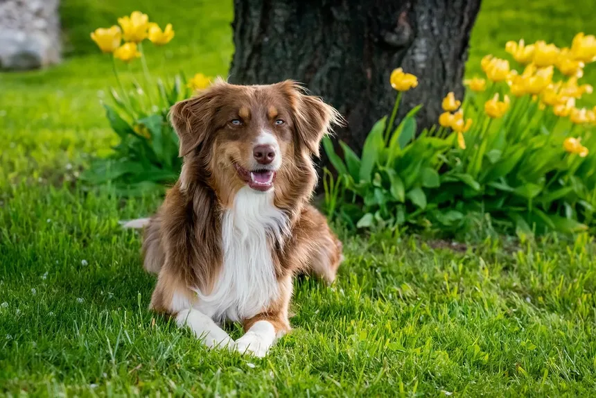 Carrapatos em Cães: Como Proteger Seu Animal Desses Parasitas Perigosos