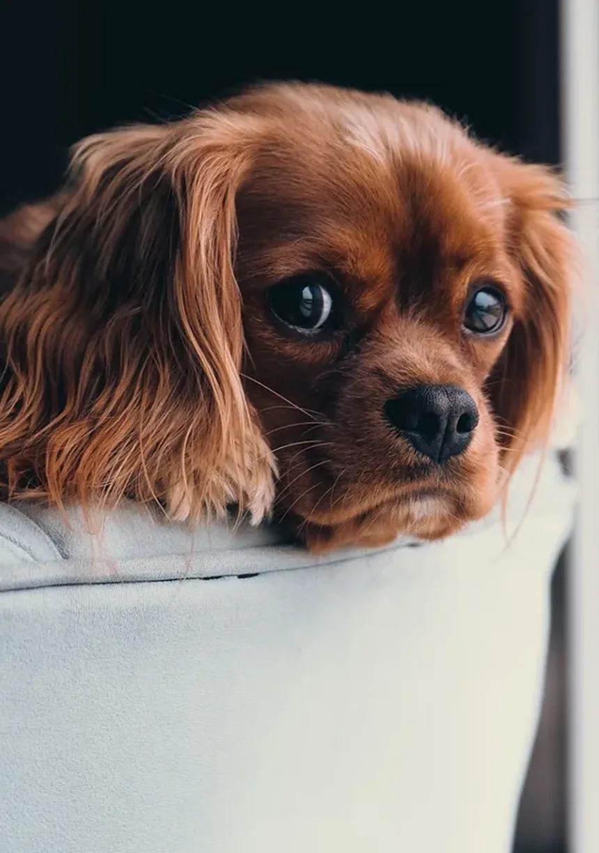 O Que Cães Idosos Precisam em Sua Dieta? Tudo o Que Você Precisa Saber