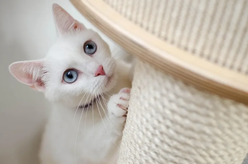 Quando os Gatos Param de Crescer? Descubra Agora!