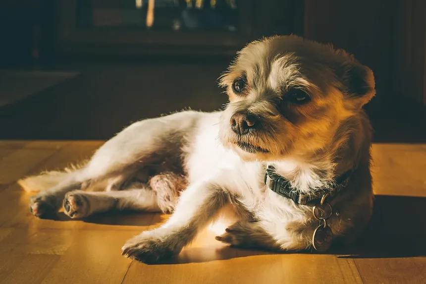 Por Que Meu Cachorro Está Latindo à Noite? - Seu Pet e Você