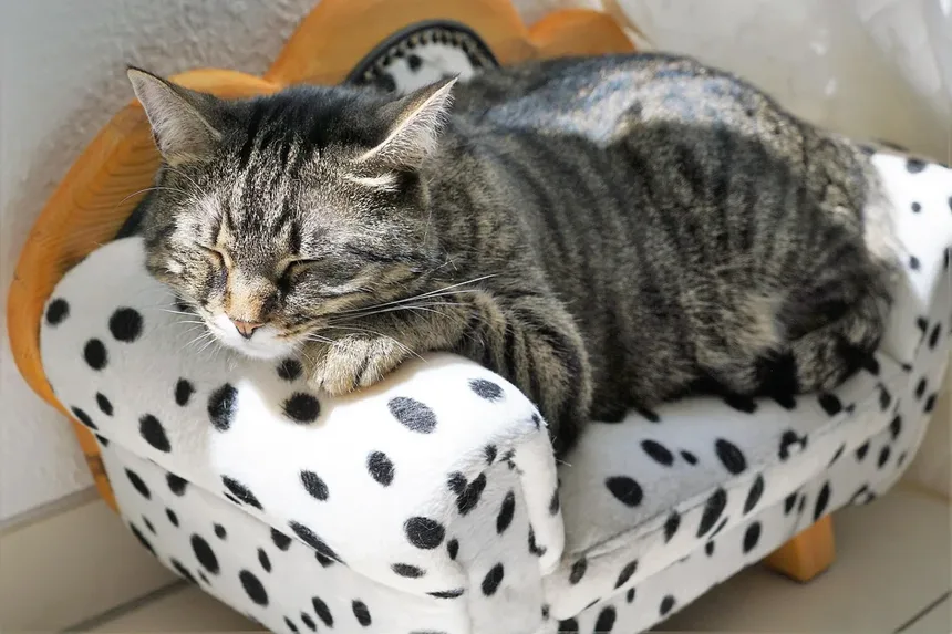 Por que os Gatos Dormem em Nossas Cabeças? 5 Razões Surpreendentes